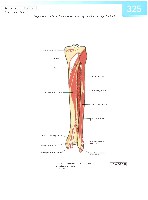 Sobotta  Atlas of Human Anatomy  Trunk, Viscera,Lower Limb Volume2 2006, page 332
